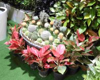 ششمین دوره نمایشگاه بین المللی ایران سبز (I.G.T.F.2024)